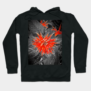 Monarda Bee Balm Flower Hoodie